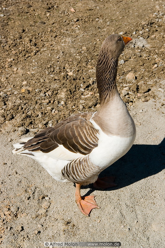 02 Goose