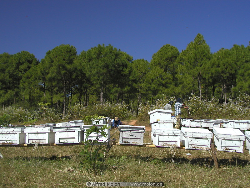 14 Bee farm