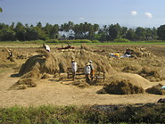 05 Rice harvest