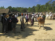 08 Cattle market
