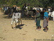 09 Cattle market