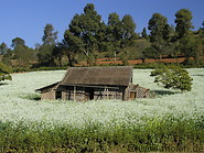 19 House in garlic field