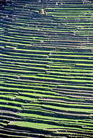 06 The rice terraces near Bahundanda