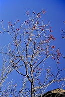 09 Beautiful flowering Coral Bean