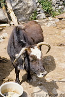 06 Kind of Tibetan cow