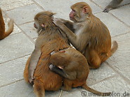40 Monkeys cleaning each other
