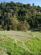 13 Rice terraces along the road Kathmandu-Nagarkot