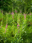 06 Purple fireweed wildflowers