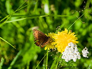 22 Dandelion and butterfly