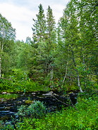 06 Forest stream