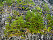 07 Trees growing on rock wall