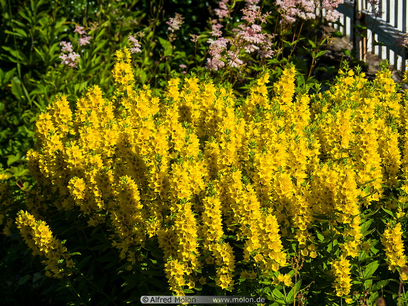 26 Yellow flowers