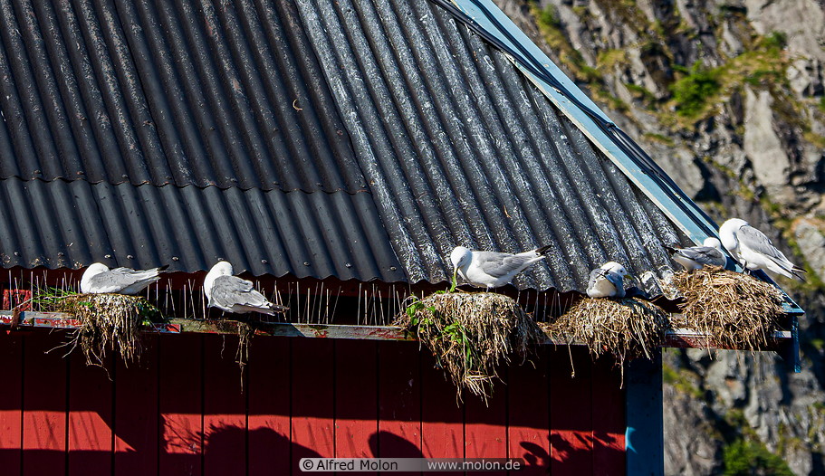 28 Seagull nests on roof