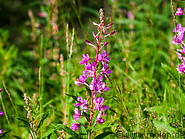 14 Purple fireweed wildflower