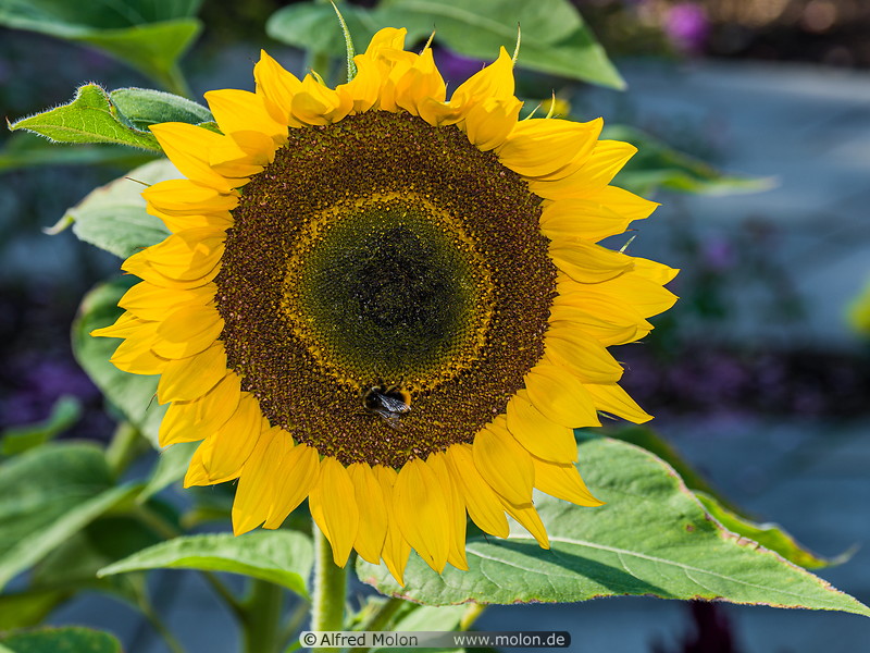 21 Sunflower