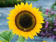 22 Sunflower