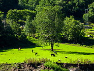 16 Cows grazing in Laerdal valley