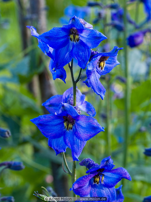17 Blue Campanula flowers