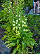 08 Meconopsis speciosa flowers