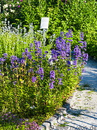 23 Purple flowers
