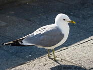 19 Seagull