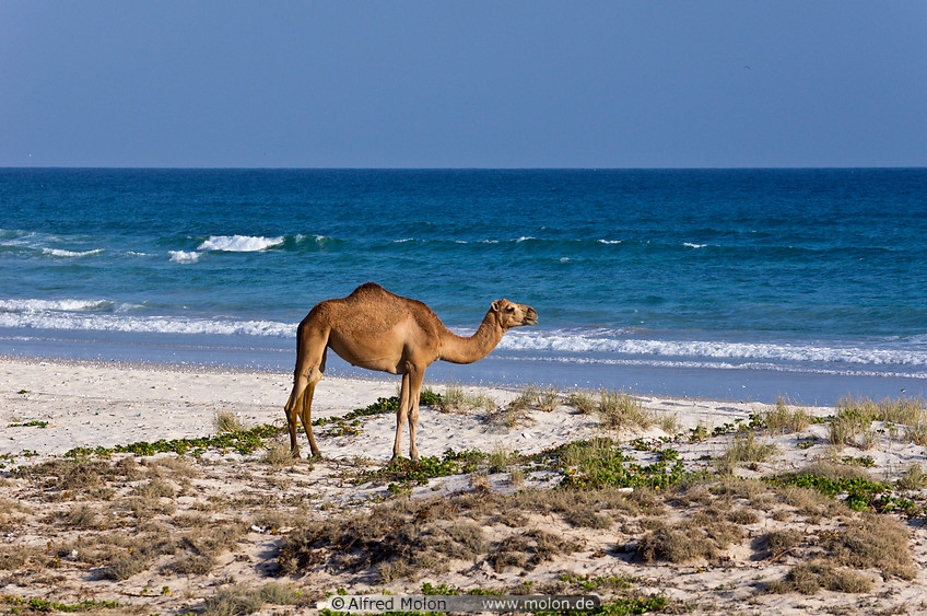 01 Dromedary camel on beach