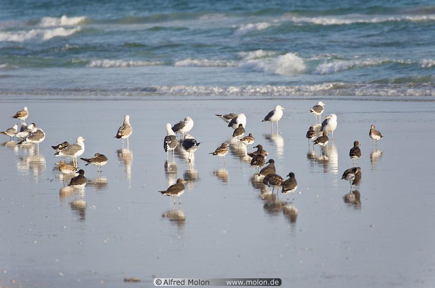 07 Seagulls on beach