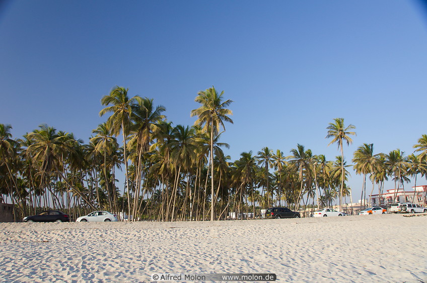 04 Coconut palms on beach