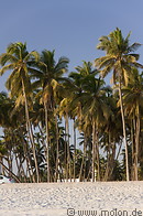 06 Coconut palms on beach
