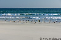 04 Birds on the beach
