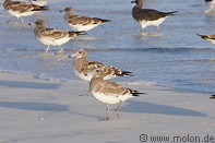 09 Birds on the beach