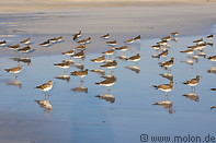 14 Bird colony on beach