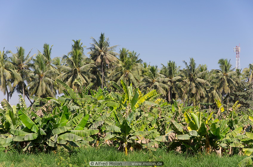 01 Banana trees and coconut palms