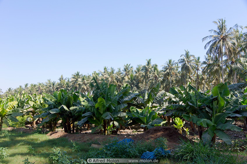 04 Banana trees and coconut palms