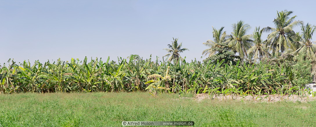 07 Banana trees and coconut palms
