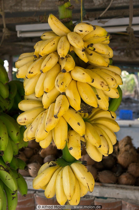 13 Banana bunches for sale