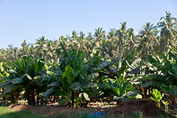 05 Banana trees and coconut palms