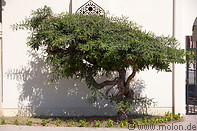 06 Frankincense tree