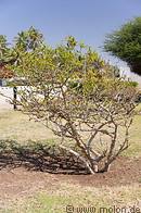 15 Frankincense tree