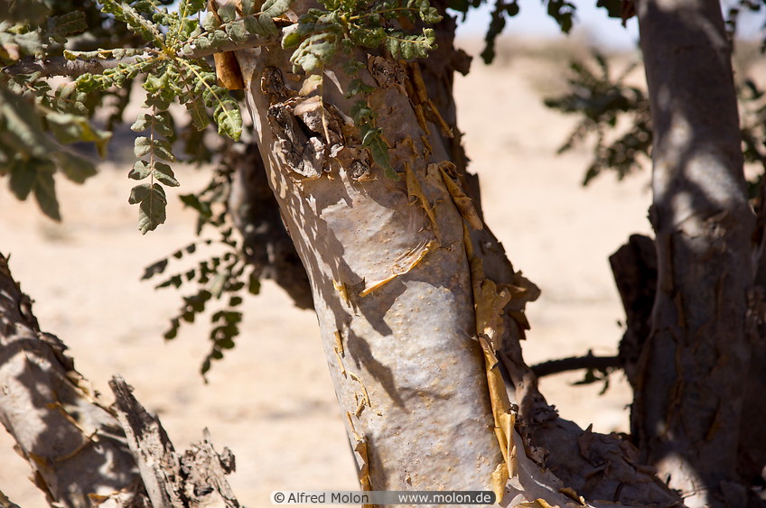 19 Frankincense tree branches