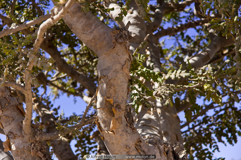 20 Frankincense tree branches