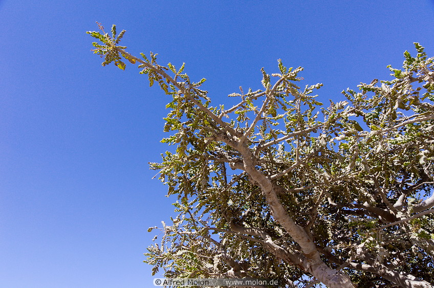 25 Crown of the Frankincense tree