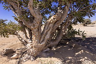 09 Frankincense tree