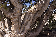 11 Frankincense tree trunk
