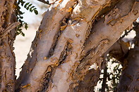 14 Frankincense tree trunk