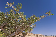 23 Crown of the Frankincense tree