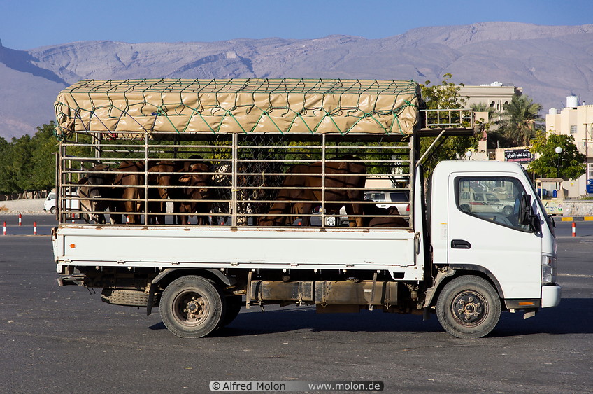 17 Cattle truck