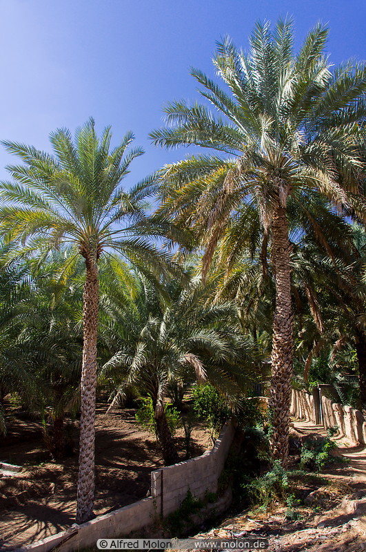 68 Palm trees in Al Mudayrib