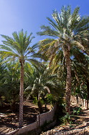68 Palm trees in Al Mudayrib
