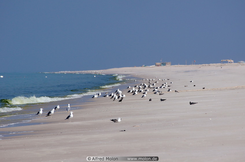 02 Seagulls on Ras Al Hadd beach
